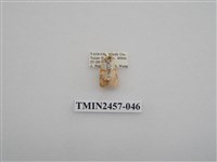 藏品(二斑叉紋苔蛾)的圖片